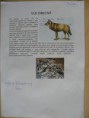 /album/referat-zivocichove/p1120279-jpg/